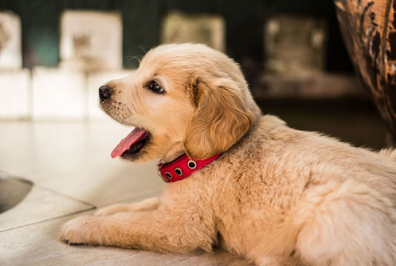 5 Ways to Help Your New Pet Adjust to Their New Home