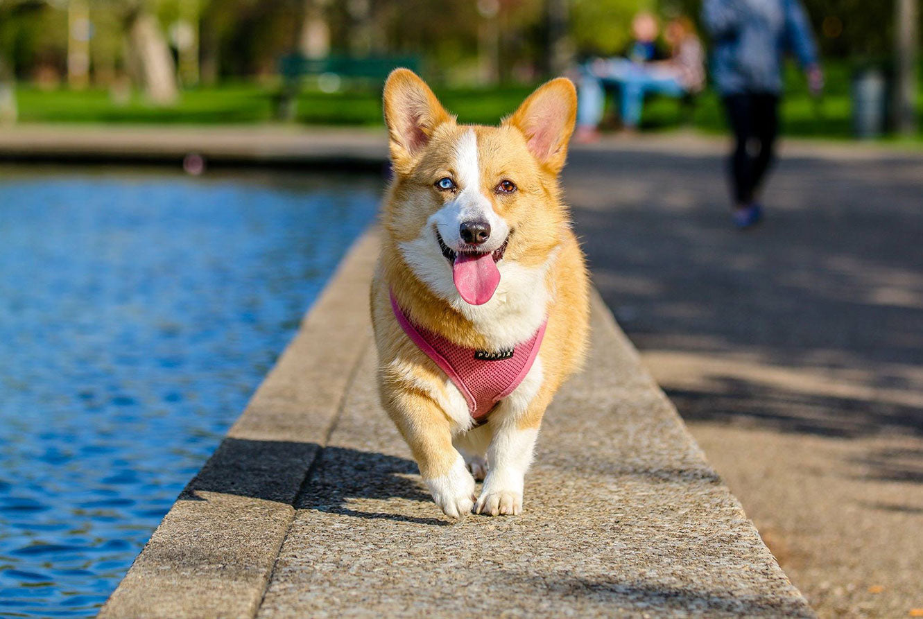 5 Tips to Make Your Dog Walks More Enjoyable