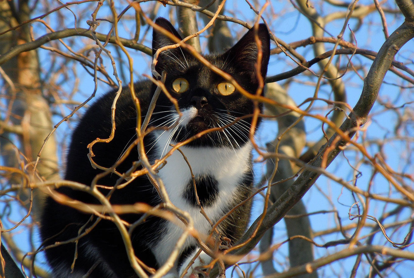 Why Do Cats Like Heights?