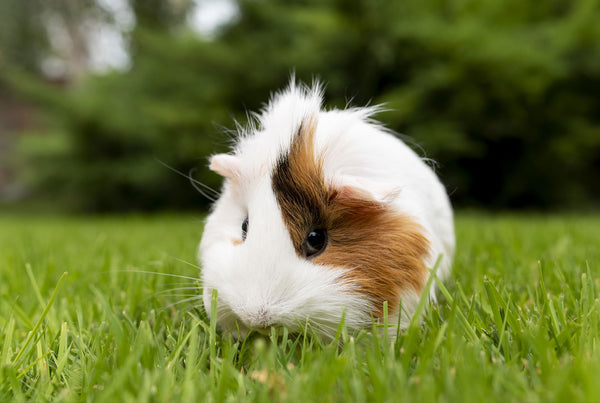 Artificial turf pet mat to create a peace of mind for pets