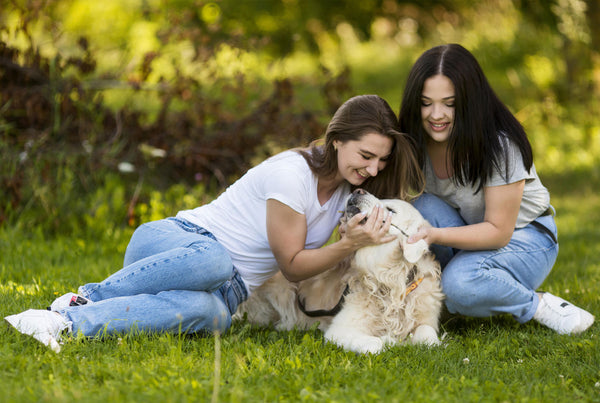 Why artificial grass turf is more suitable for dog lovers？