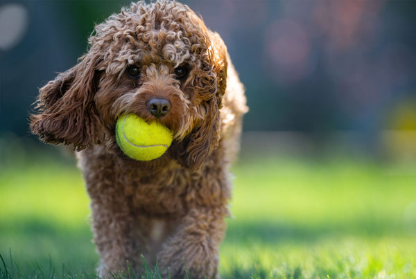 A new world of artificial turf pets