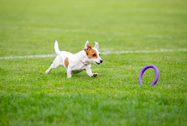 Why Artificial Grass Is Good for Dogs?