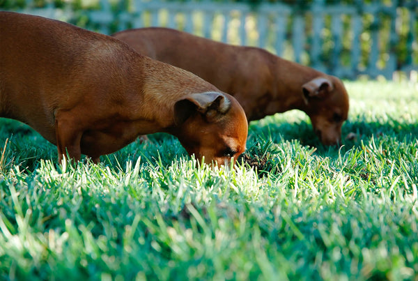 Use of artificial grass in the pet area