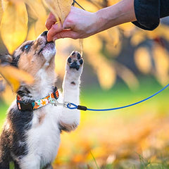 JoyingPets Dog Tie Out Cable and Stake（Blue & 10FT tie only）