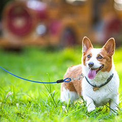 JoyingPets Dog Tie Out Cable and Stake（Blue & 20FT tie only）